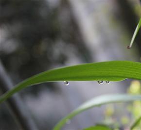 鲁家宝
